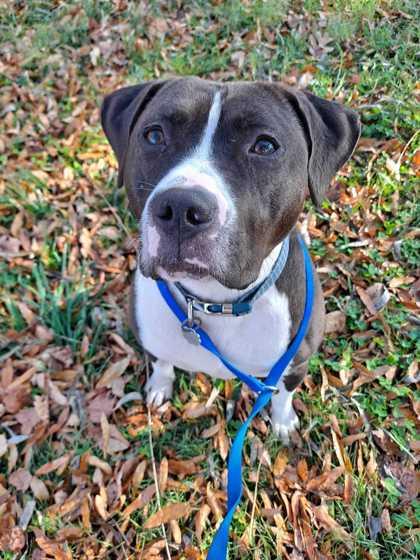 Enlarge Tucker, a Adoptable mixed breed in Knoxville, TN image 2/3