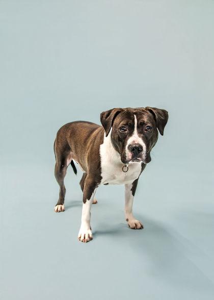 Enlarge Tucker, a Adoptable mixed breed in Knoxville, TN image 3/3