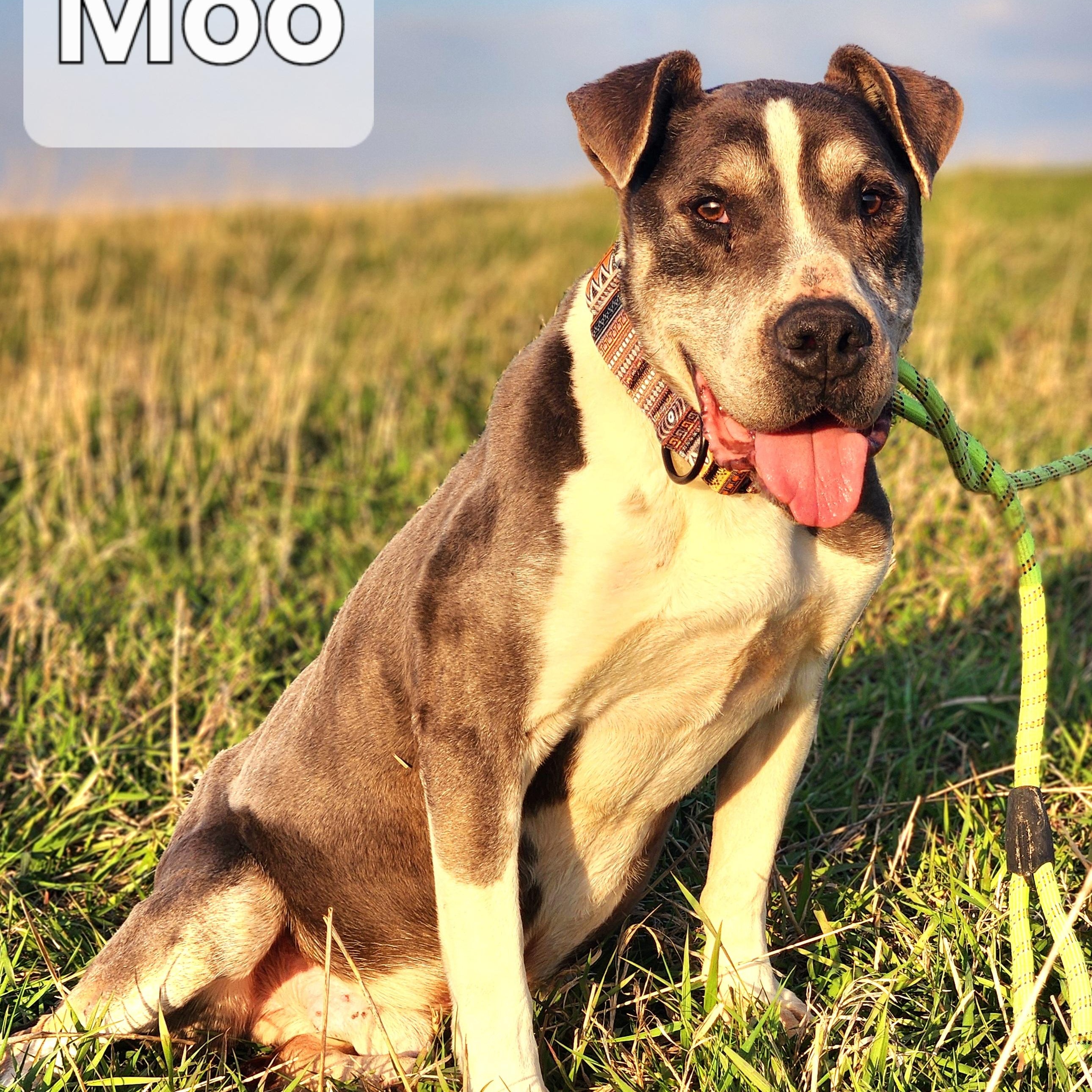 Moo, Senior Male unknown