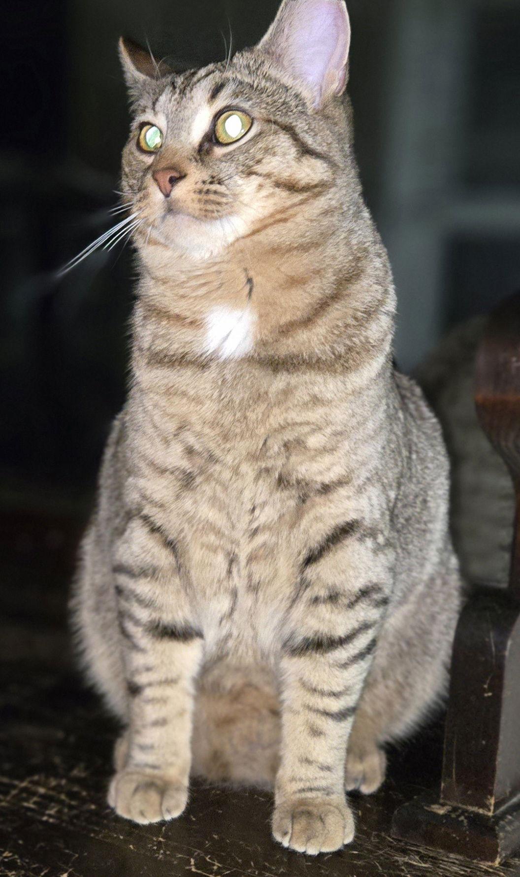 Ciabatta — thumbnail 2