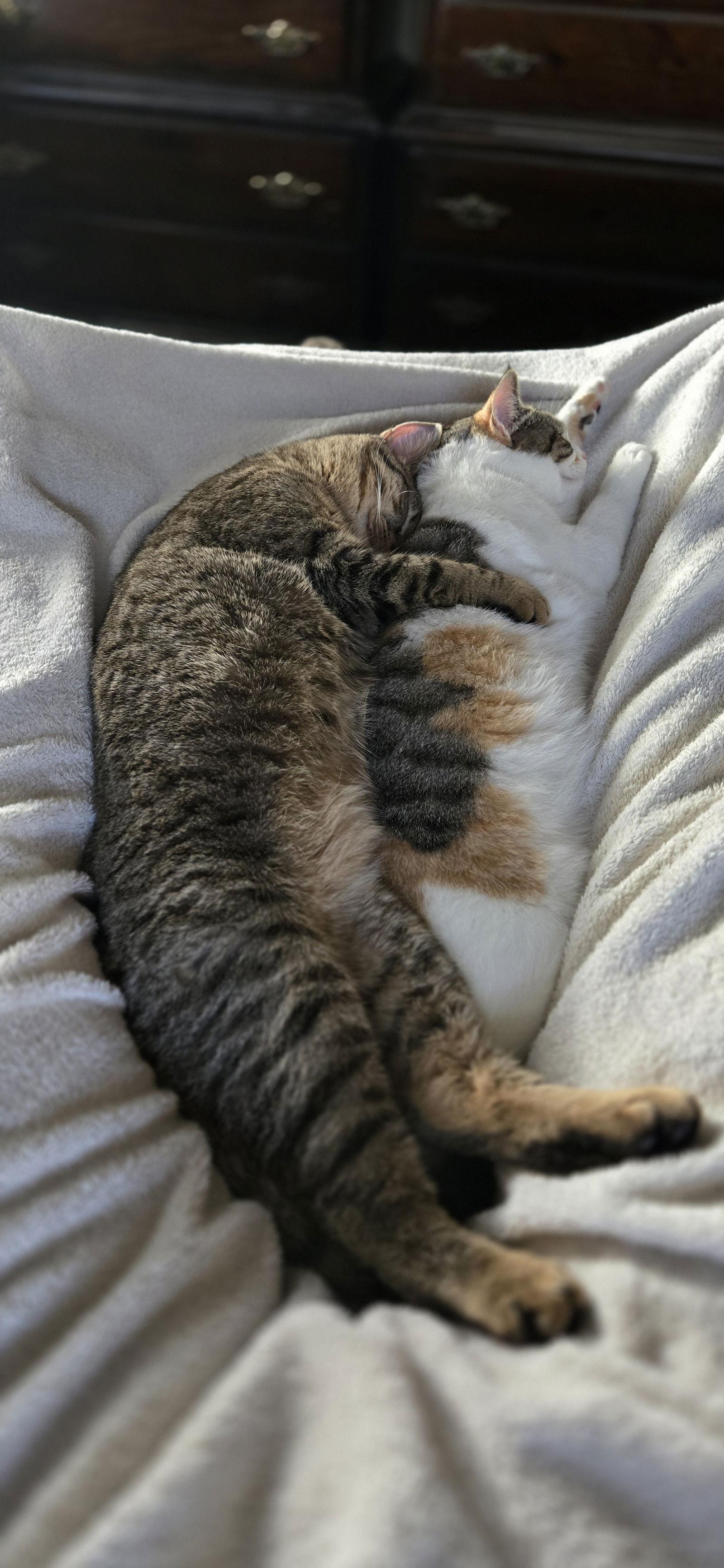 Ciabatta — thumbnail 3