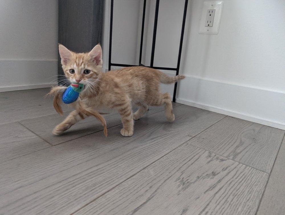 Hadron, Baby Male Domestic Short Hair