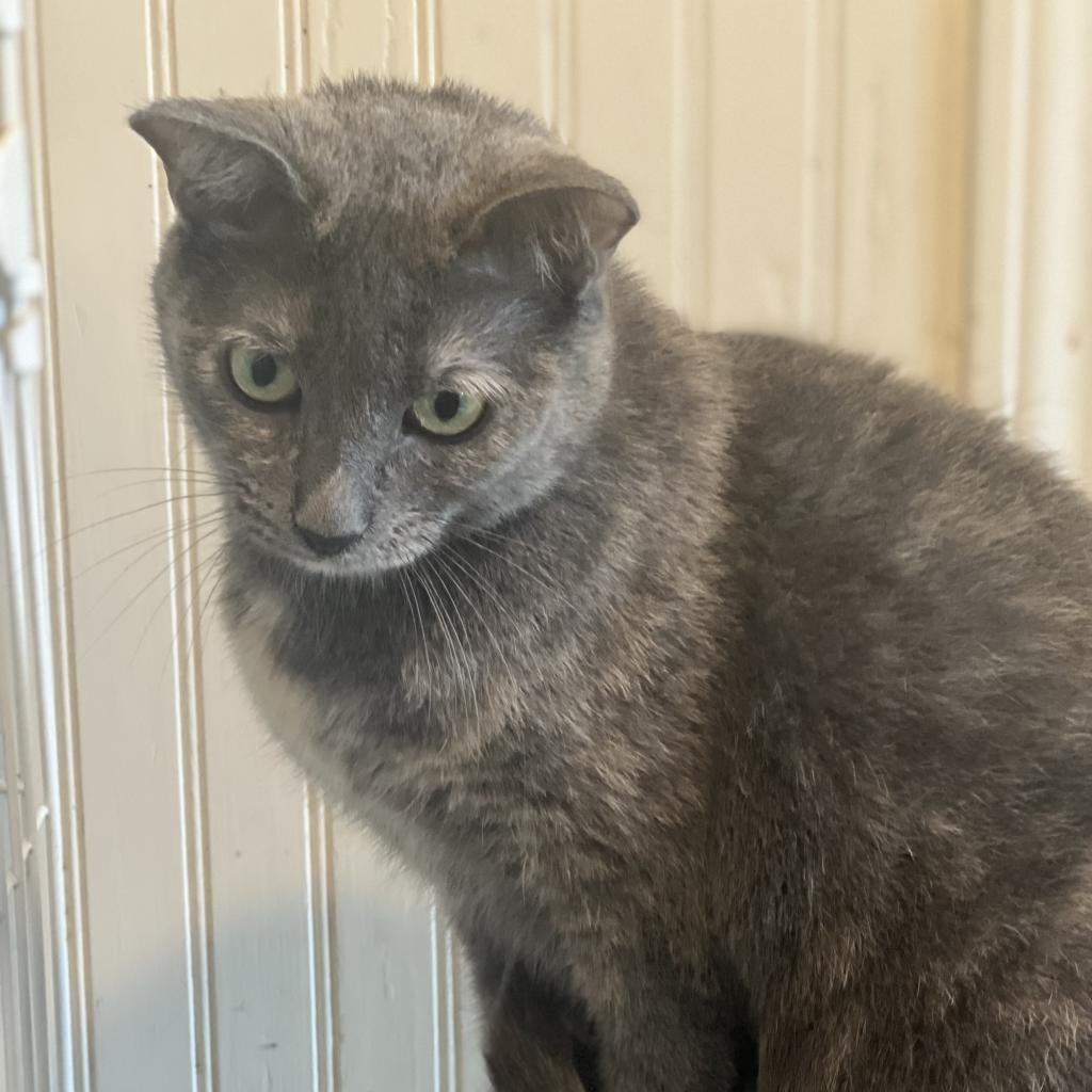 Zoey - Shy, Adoptable, Senior Female Domestic Short Hair.