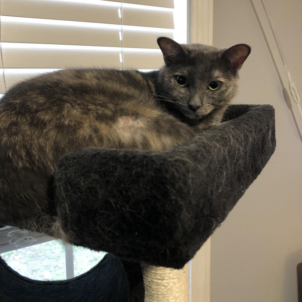 Zoey - Shy, a Adoptable Domestic Short Hair in ATOKA, TN image 2/2