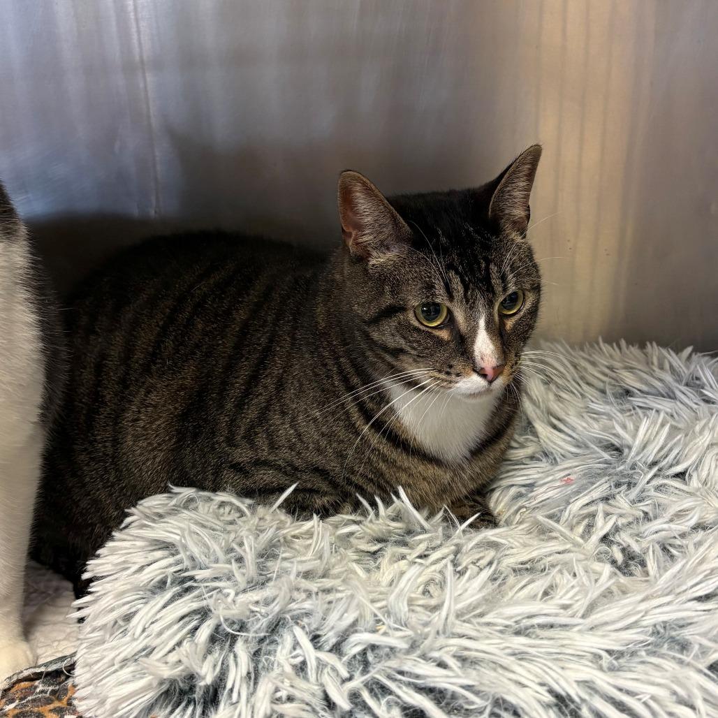 Enlarge Hades, a Adoptable Domestic Short Hair in Chehalis, WA image 1/2