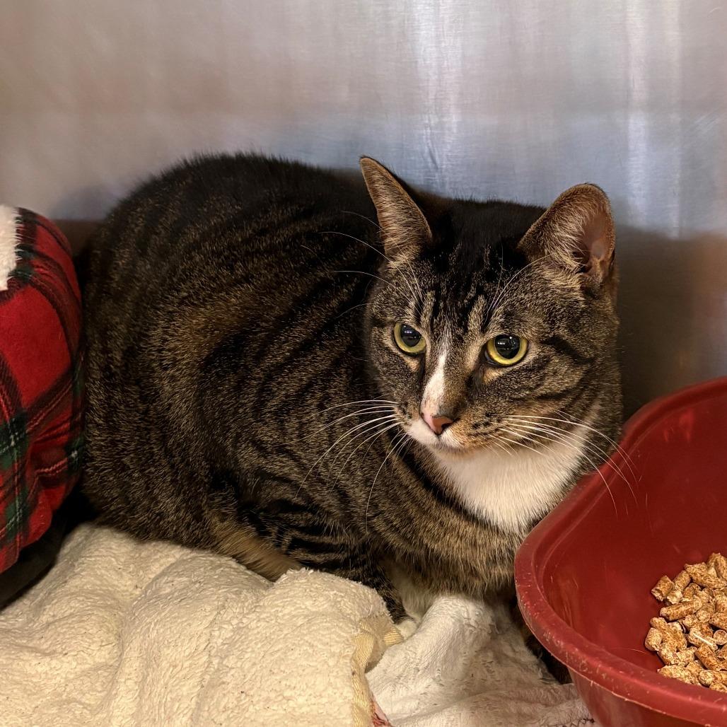 Enlarge Hades, a Adoptable Domestic Short Hair in Chehalis, WA image 2/2