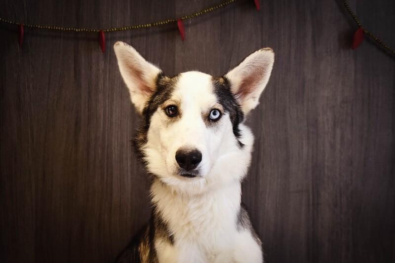 Enlarge Chewbarker, a Adoptable mixed breed in Georgetown, OH image 2/3