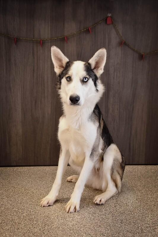 Enlarge Chewbarker, a Adoptable mixed breed in Georgetown, OH image 3/3