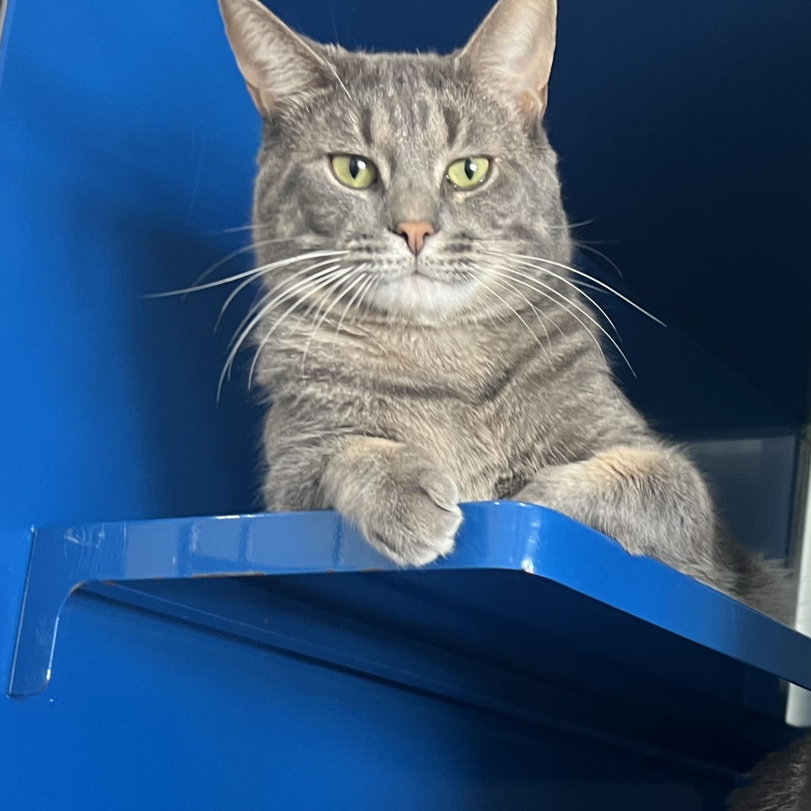 Twix, an adoptable Domestic Short Hair in Sault Sainte Marie, MI, 49783 | Photo Image 2