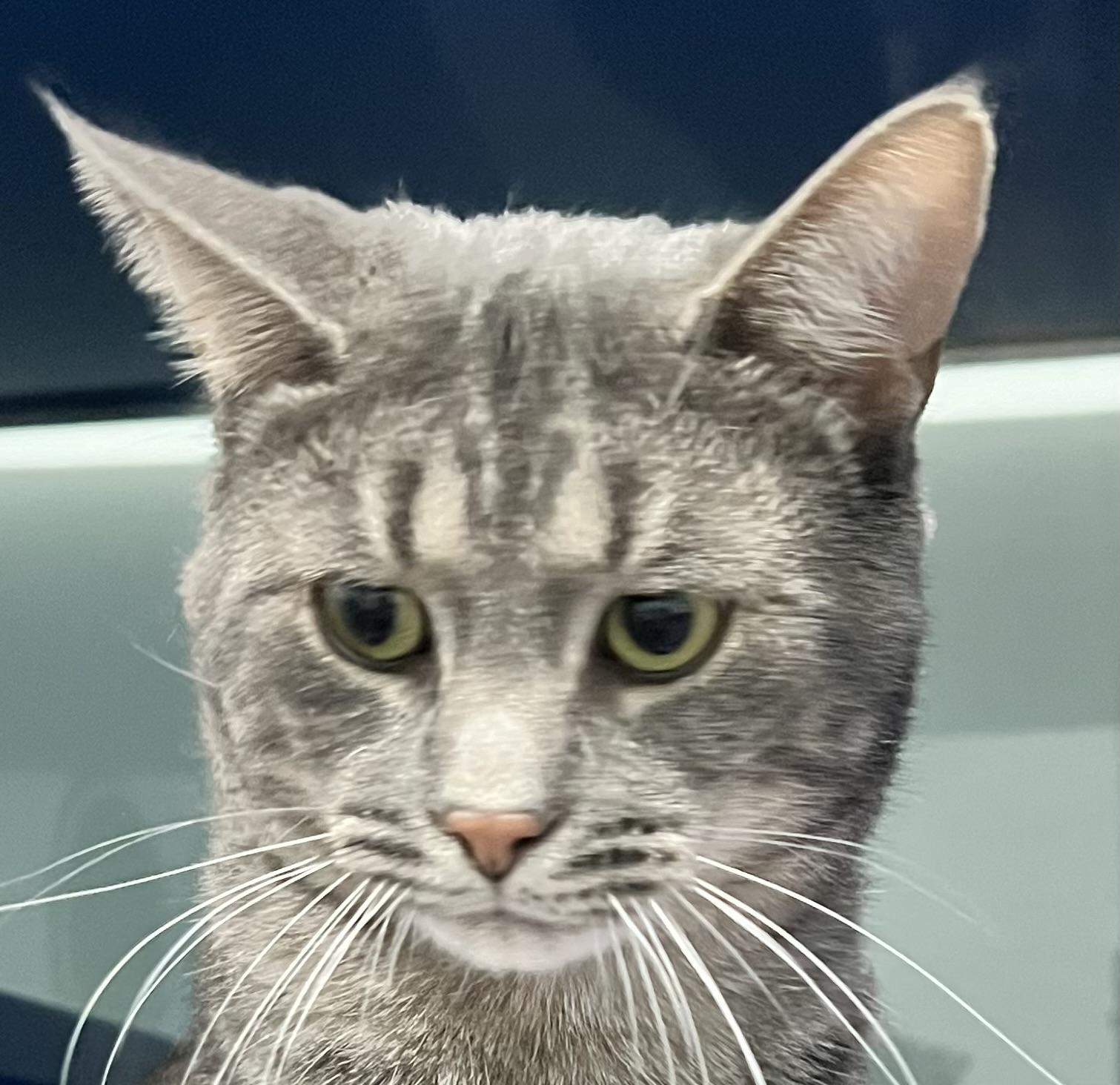 Twix, an adoptable Domestic Short Hair in Sault Sainte Marie, MI, 49783 | Photo Image 1