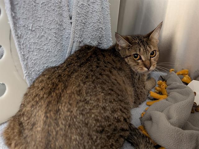 SKOGUL, Adoptable, Young Female Domestic Short Hair.