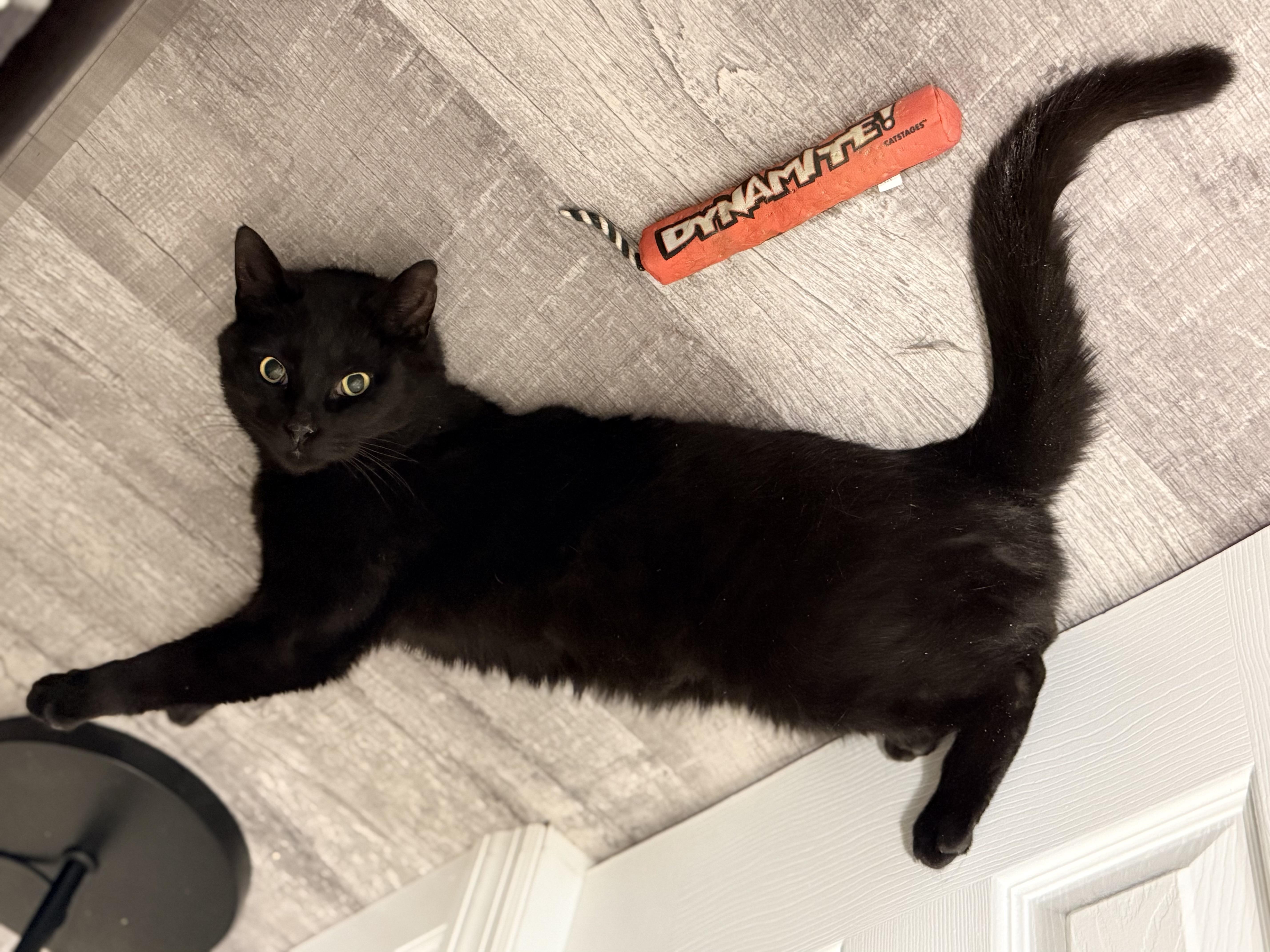 Colter , a ADOPTABLE Domestic Short Hair in Staten Island, NY image 3/6