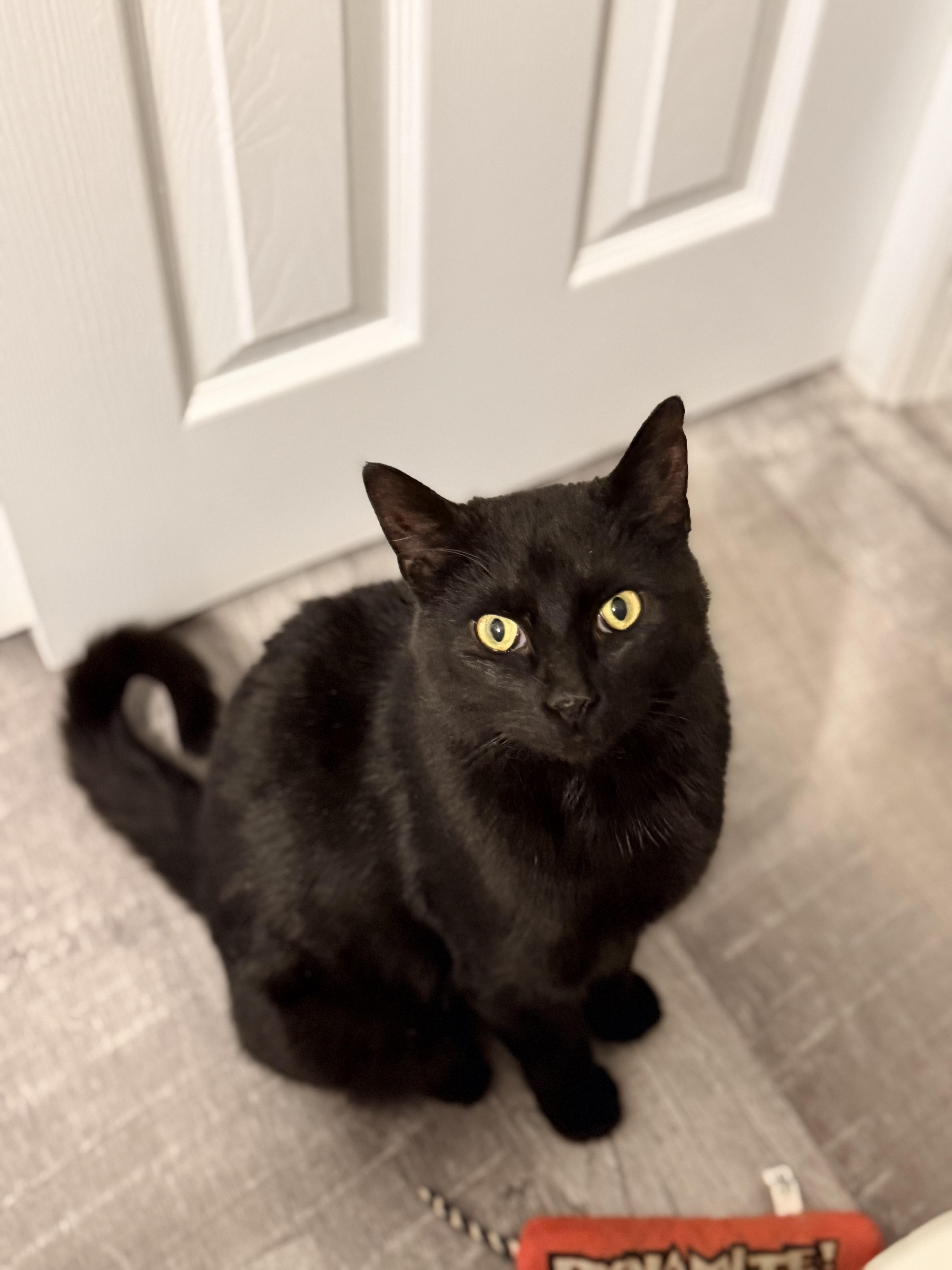 Colter , a ADOPTABLE Domestic Short Hair in Staten Island, NY image 1/6