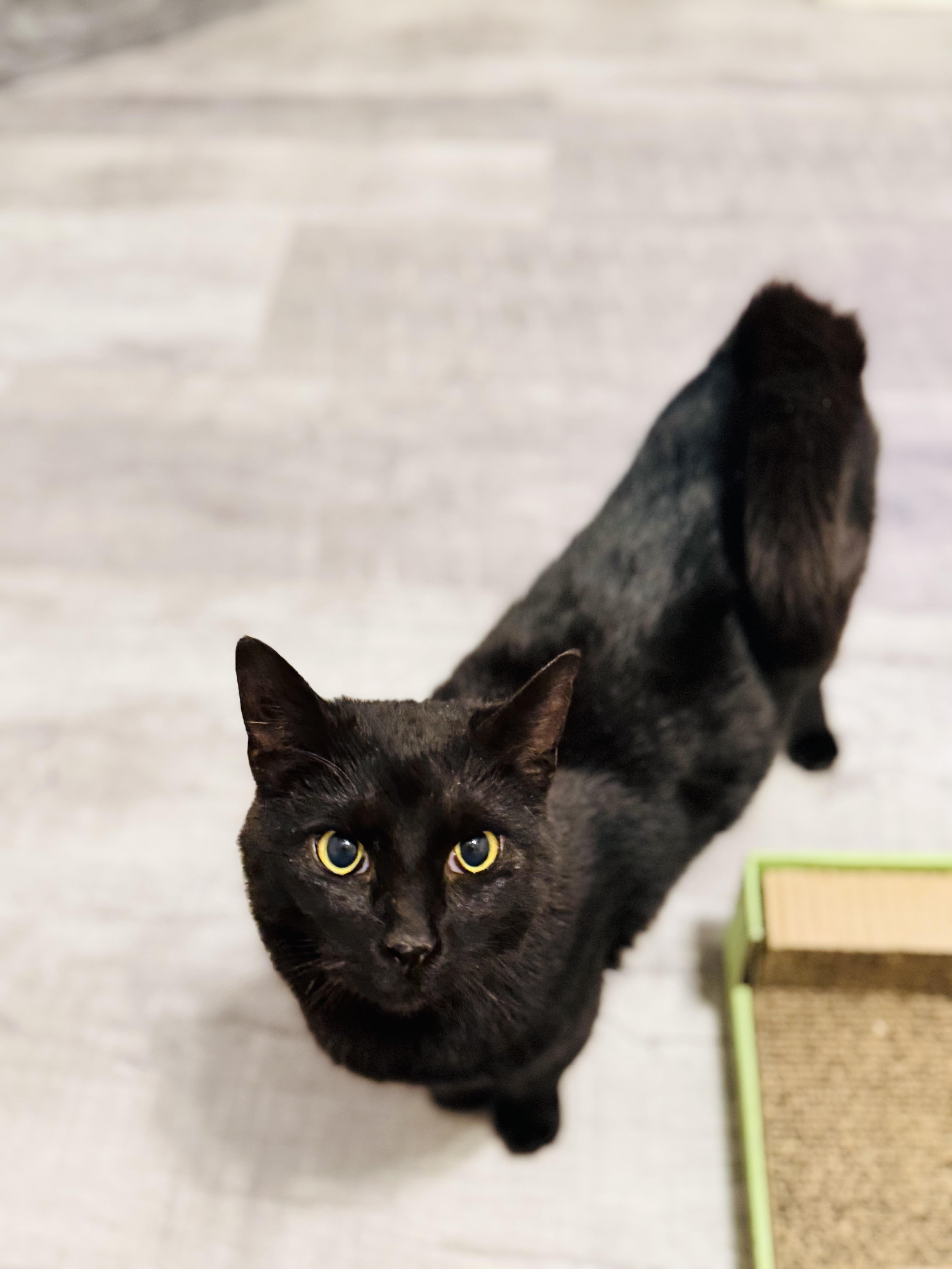 Colter , a ADOPTABLE Domestic Short Hair in Staten Island, NY image 5/6