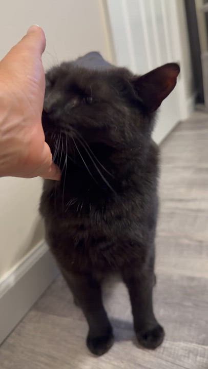 Enlarge Colter , a ADOPTABLE Domestic Short Hair in Staten Island, NY video 6/6