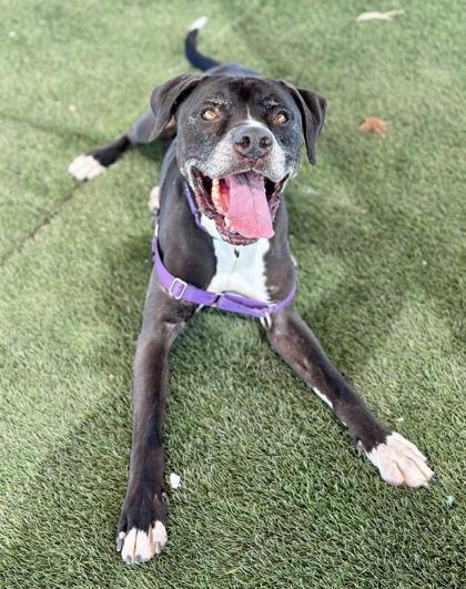 Sheldon FKA Abel, Adoptable, Senior Male Labrador Retriever & Mixed Breed.