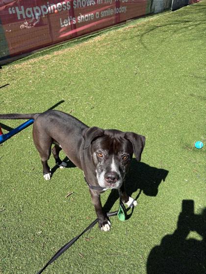 Enlarge Sheldon FKA Abel, a Adoptable mixed breed in West Chester, PA image 2/3