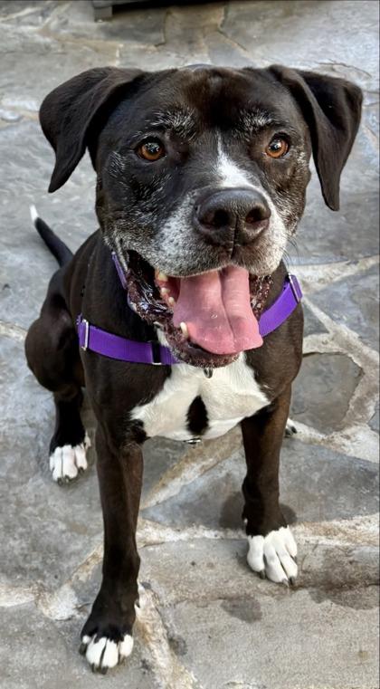 Enlarge Sheldon FKA Abel, a Adoptable mixed breed in West Chester, PA image 3/3