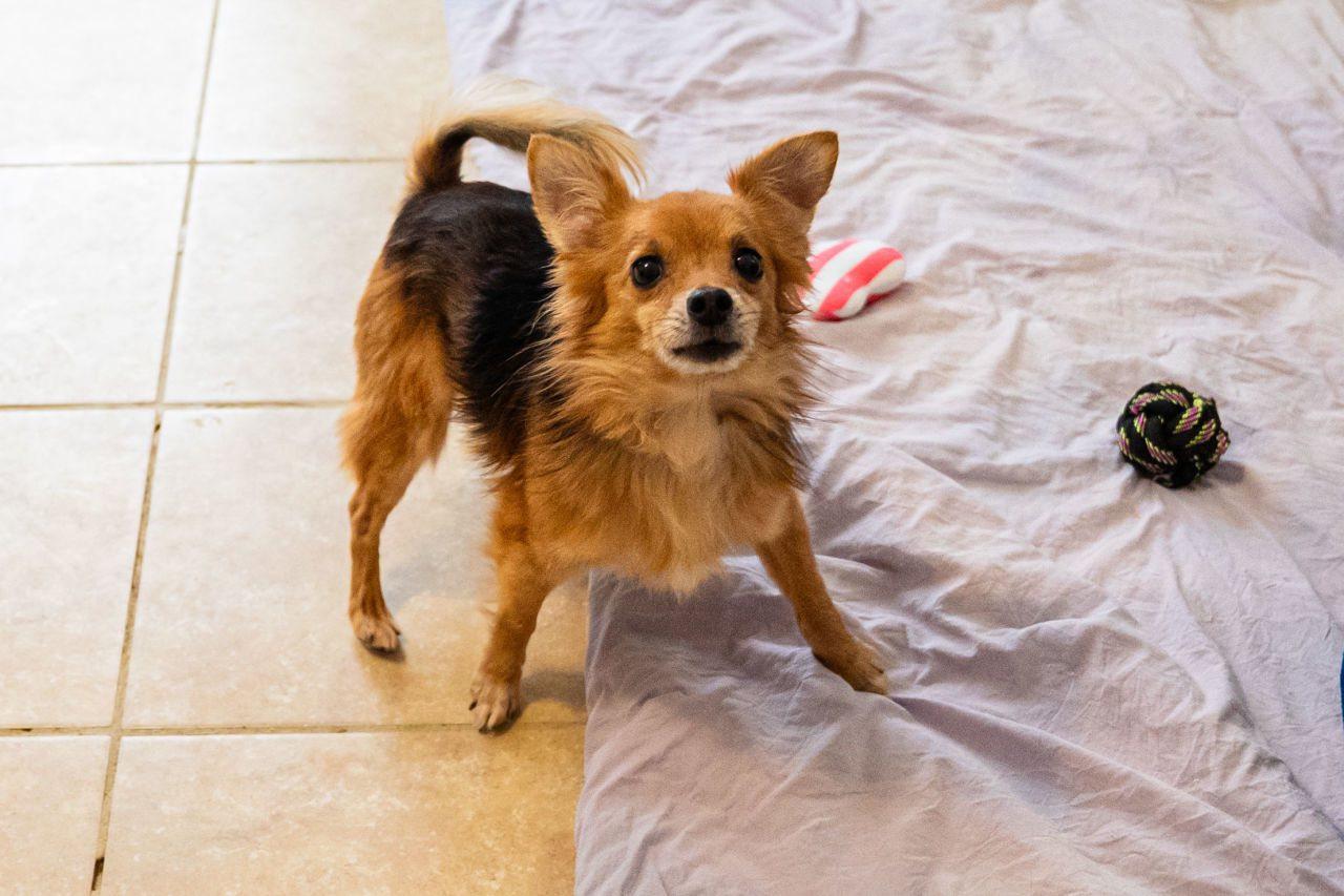 Enlarge Jeff Gordon, a ADOPTABLE mixed breed in Dellslow, WV image 5/5