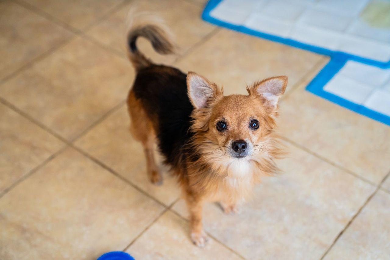 Enlarge Jeff Gordon, a ADOPTABLE mixed breed in Dellslow, WV image 4/5