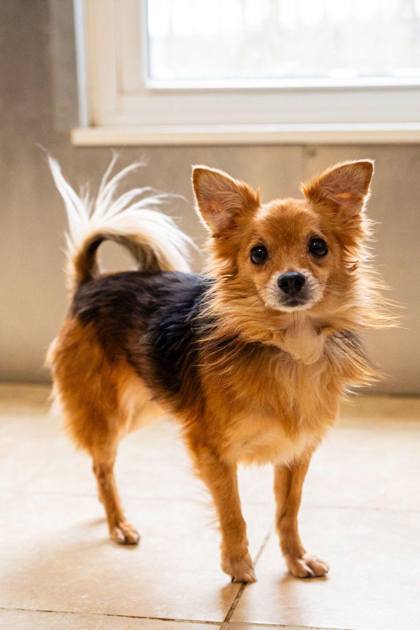 Enlarge Jeff Gordon, a ADOPTABLE mixed breed in Dellslow, WV image 2/5