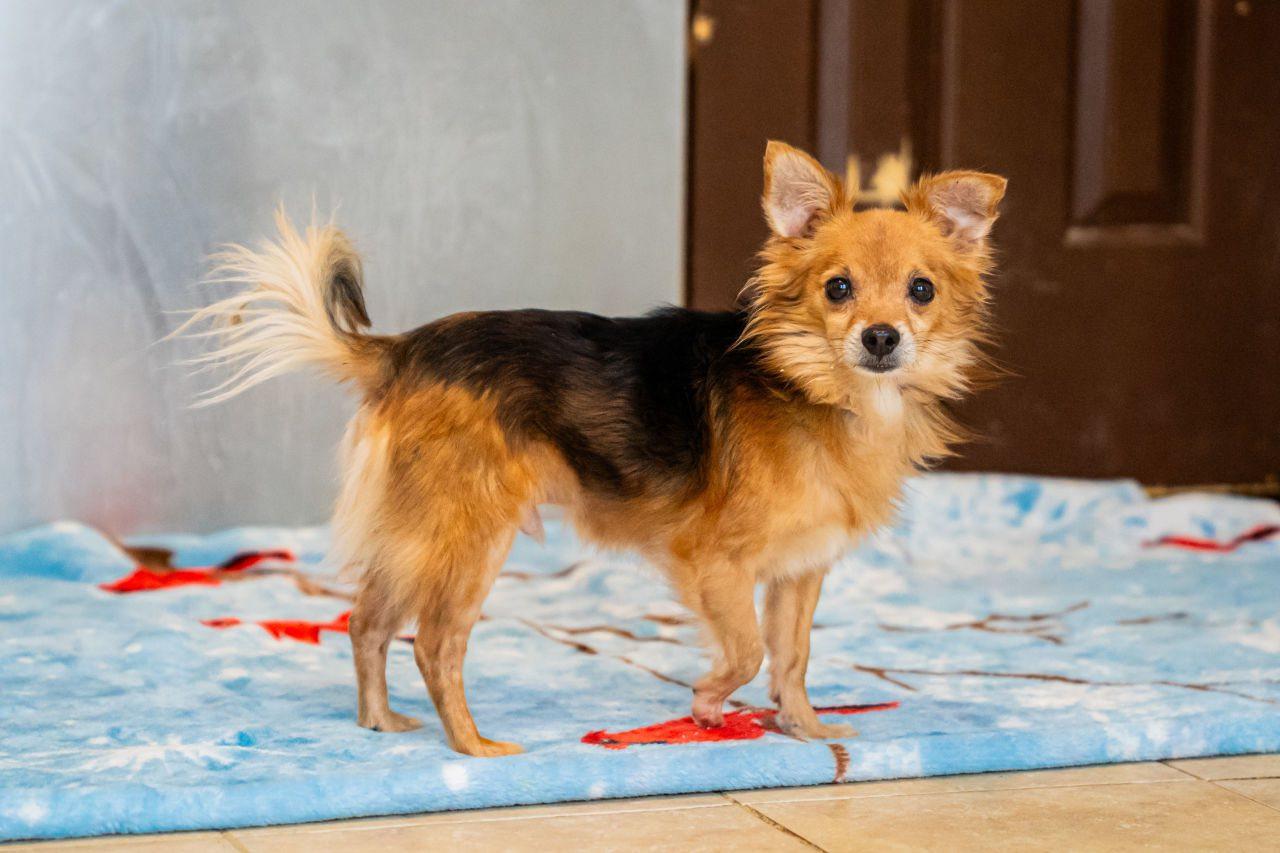 Jeff Gordon, ADOPTABLE, Senior Male Chihuahua.