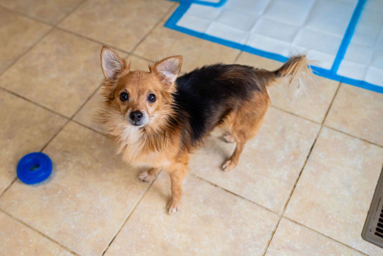 Enlarge Jeff Gordon, a ADOPTABLE mixed breed in Dellslow, WV image 3/5