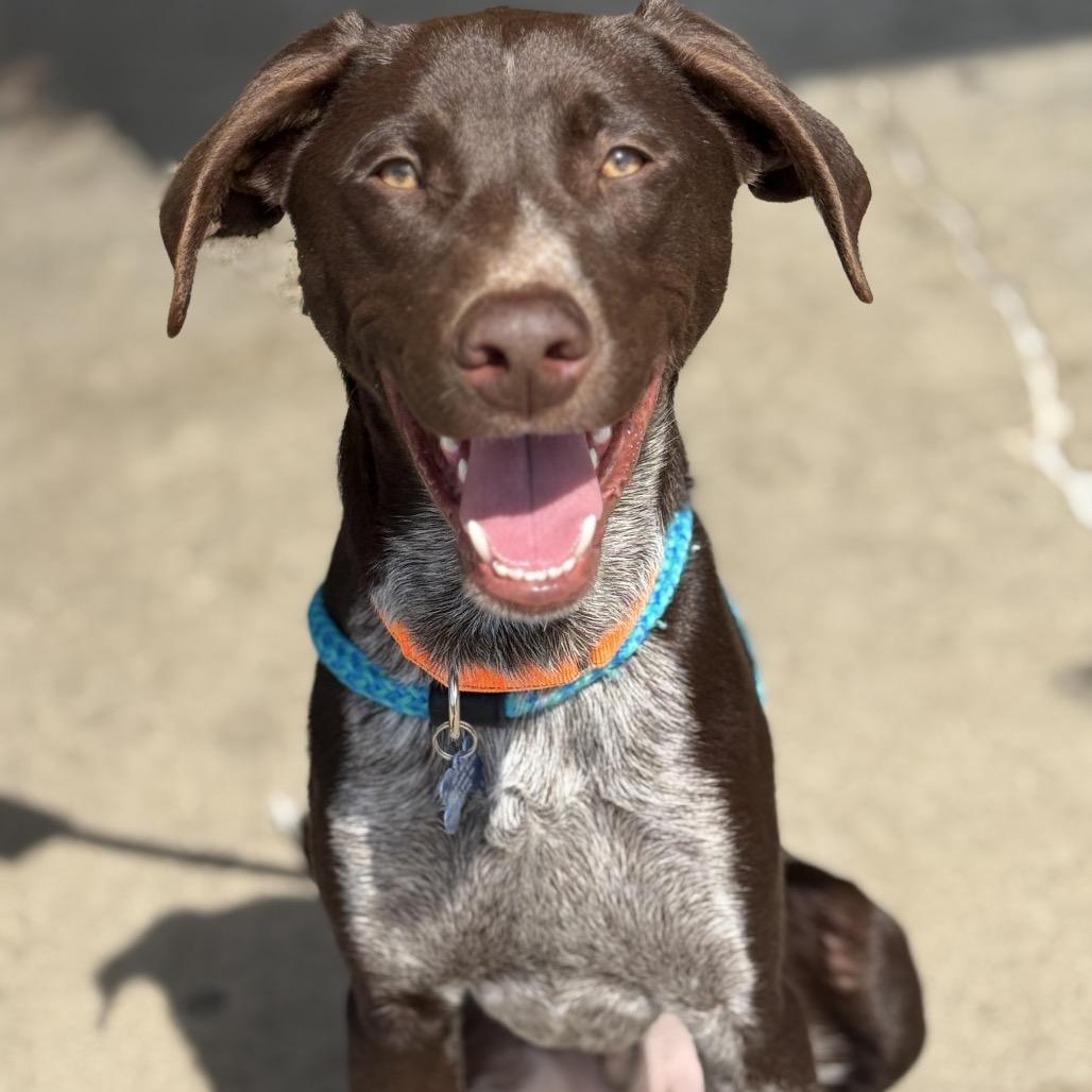 Enlarge Rig, a Adoptable mixed breed in Chesapeake, VA image 1/4