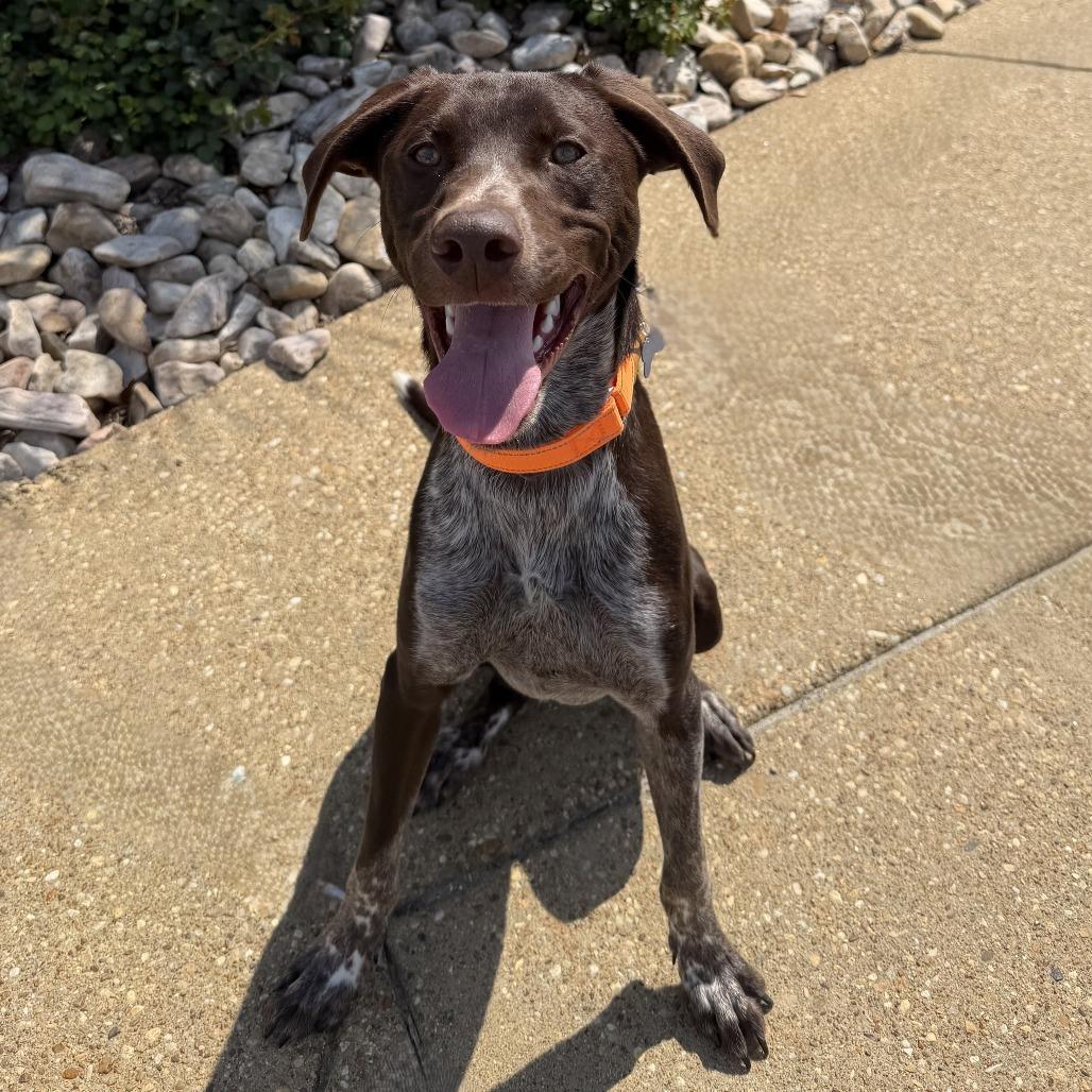 Enlarge Rig, a Adoptable mixed breed in Chesapeake, VA image 2/4