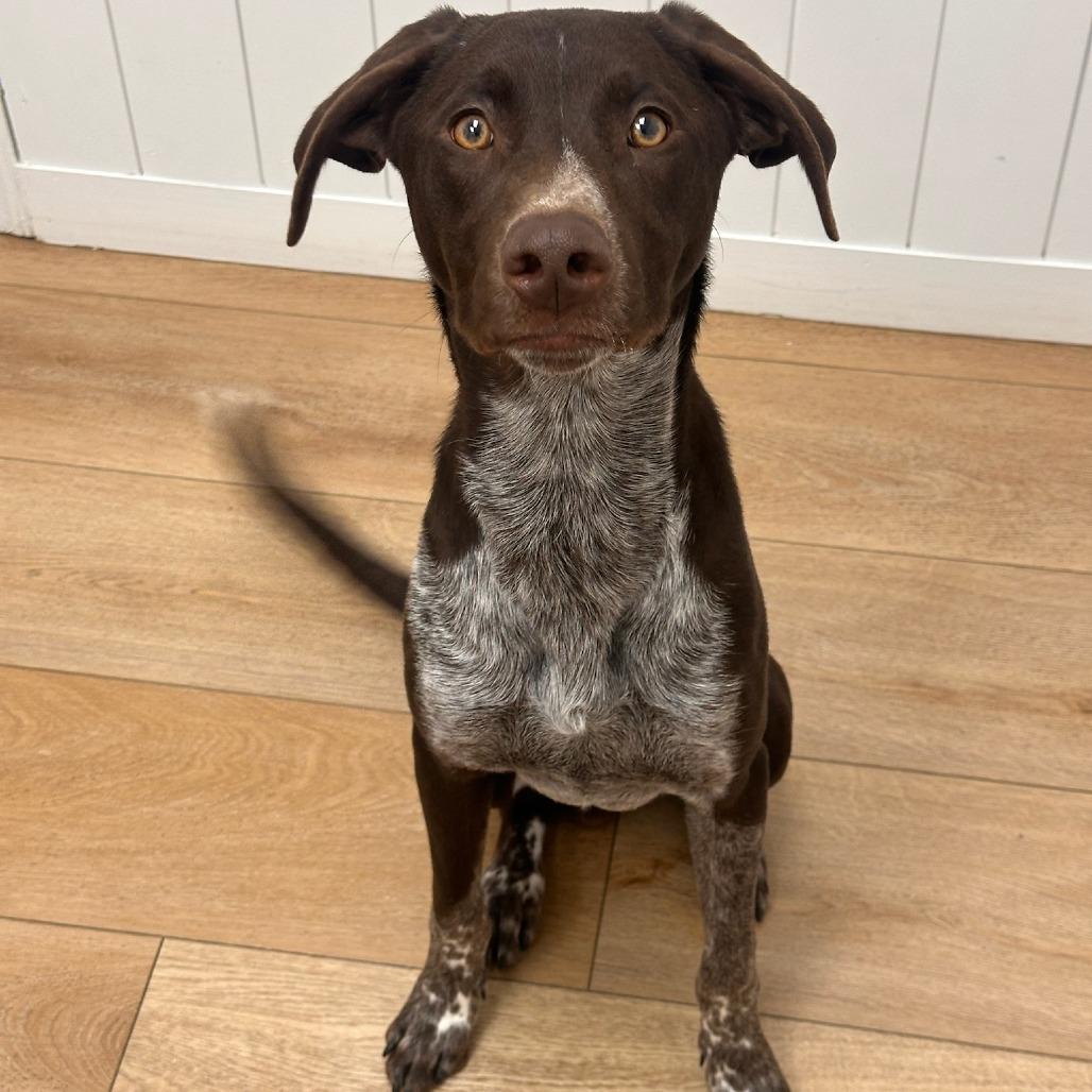 Enlarge Rig, a Adoptable mixed breed in Chesapeake, VA image 3/4