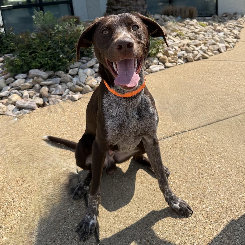 Enlarge Rig, a Adoptable mixed breed in Chesapeake, VA image 4/4