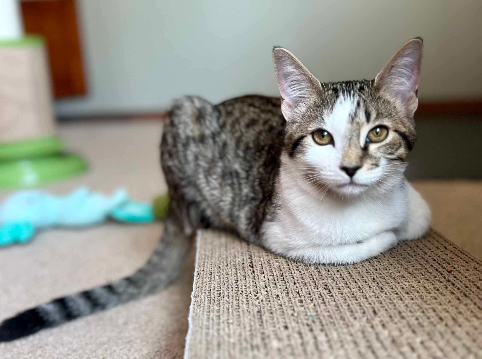 Enlarge Chica, an adoptable Domestic Short Hair in Puyallup, WA image 4/6