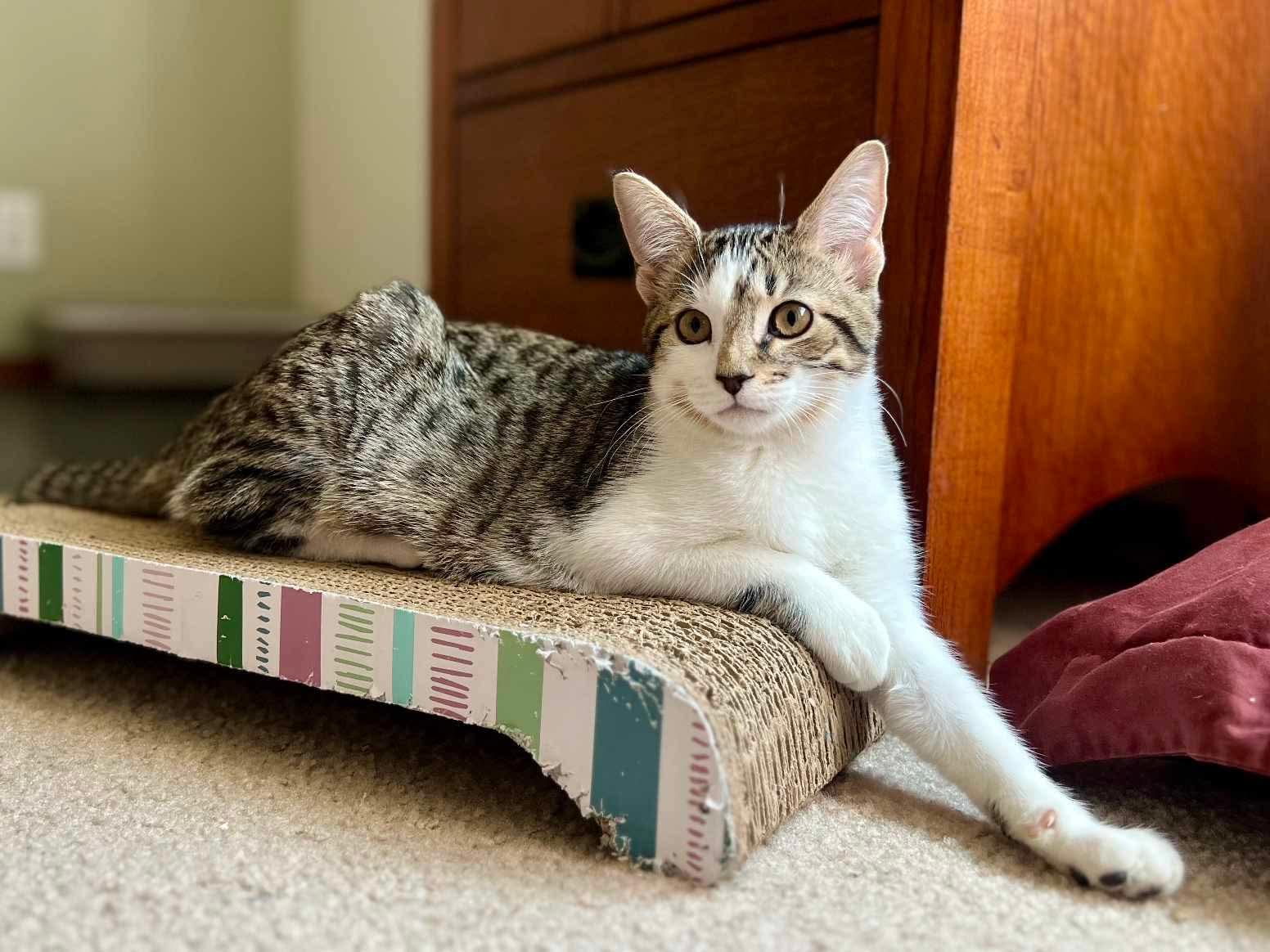 Enlarge Chica, an adoptable Domestic Short Hair in Puyallup, WA image 3/6