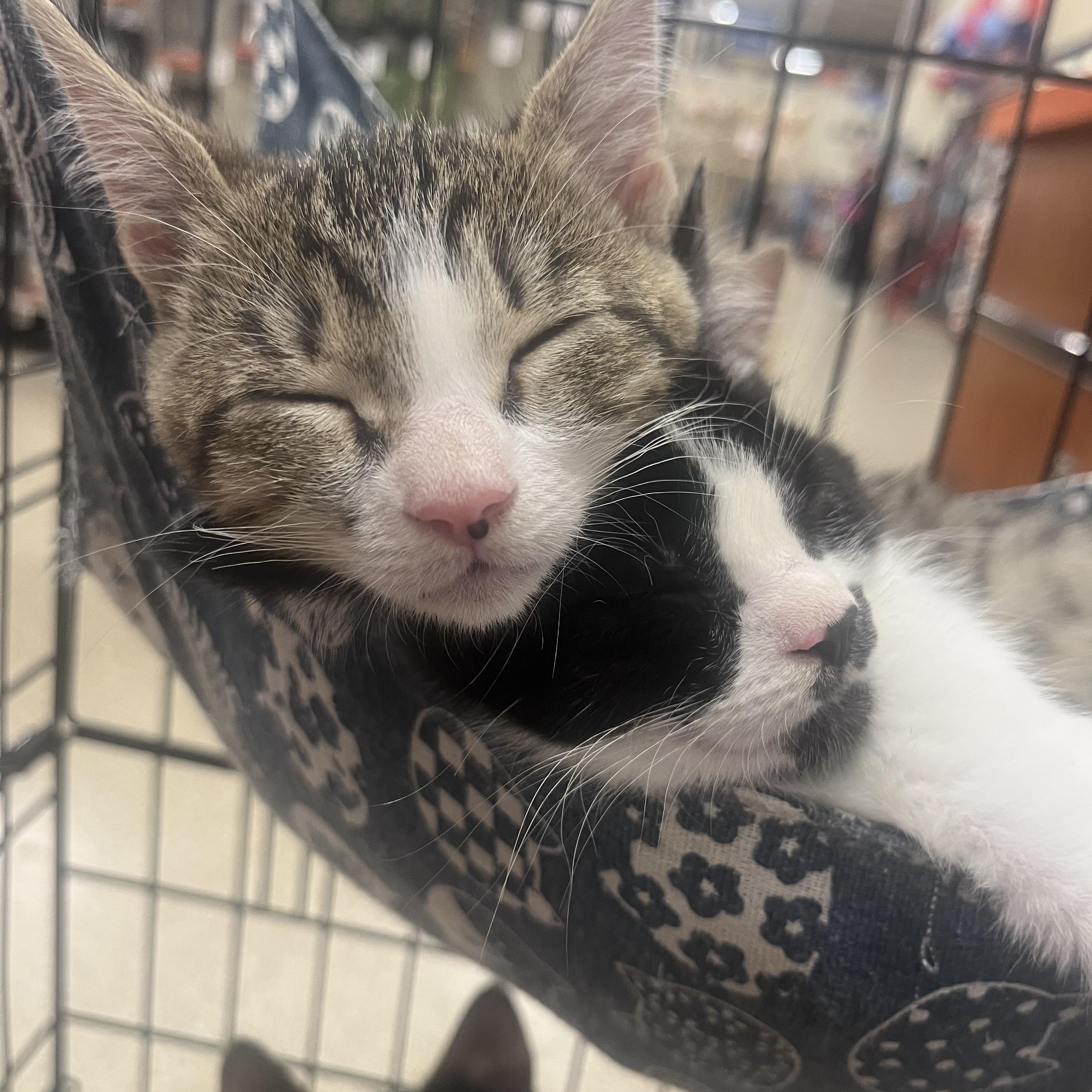 Enlarge Chica, an adoptable Domestic Short Hair in Puyallup, WA image 6/6