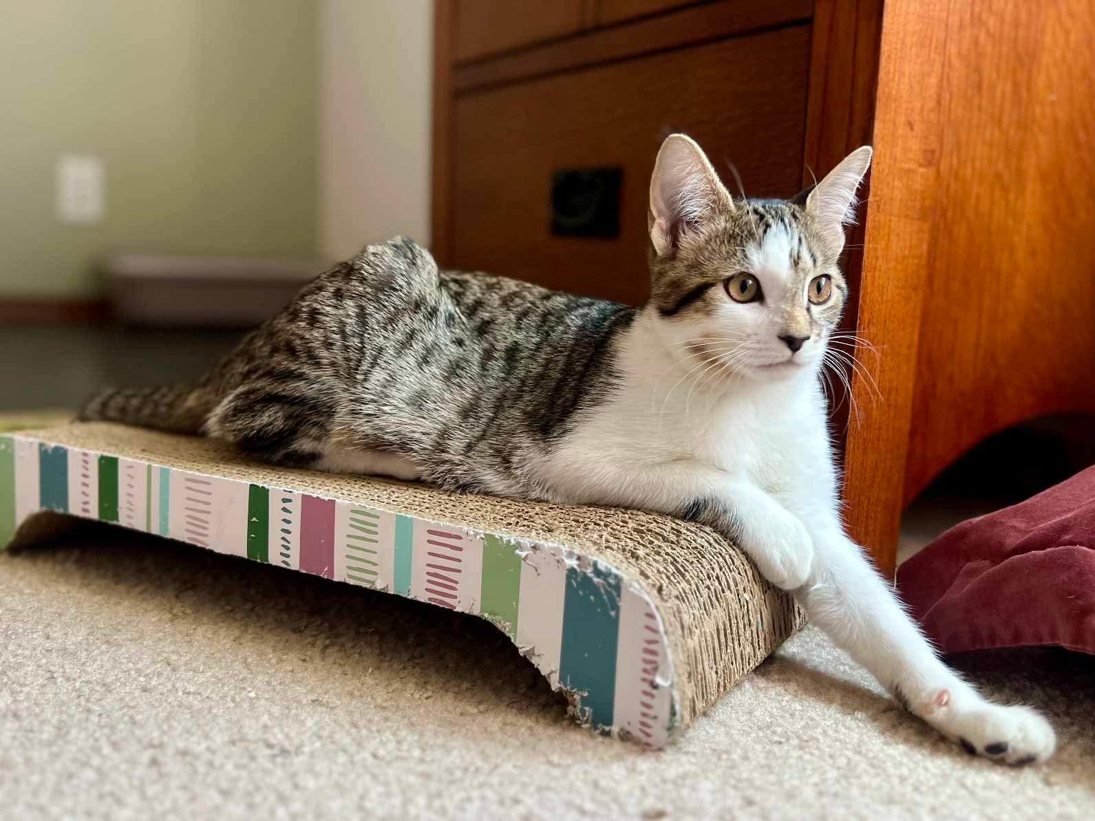 Enlarge Chica, an adoptable Domestic Short Hair in Puyallup, WA image 5/6