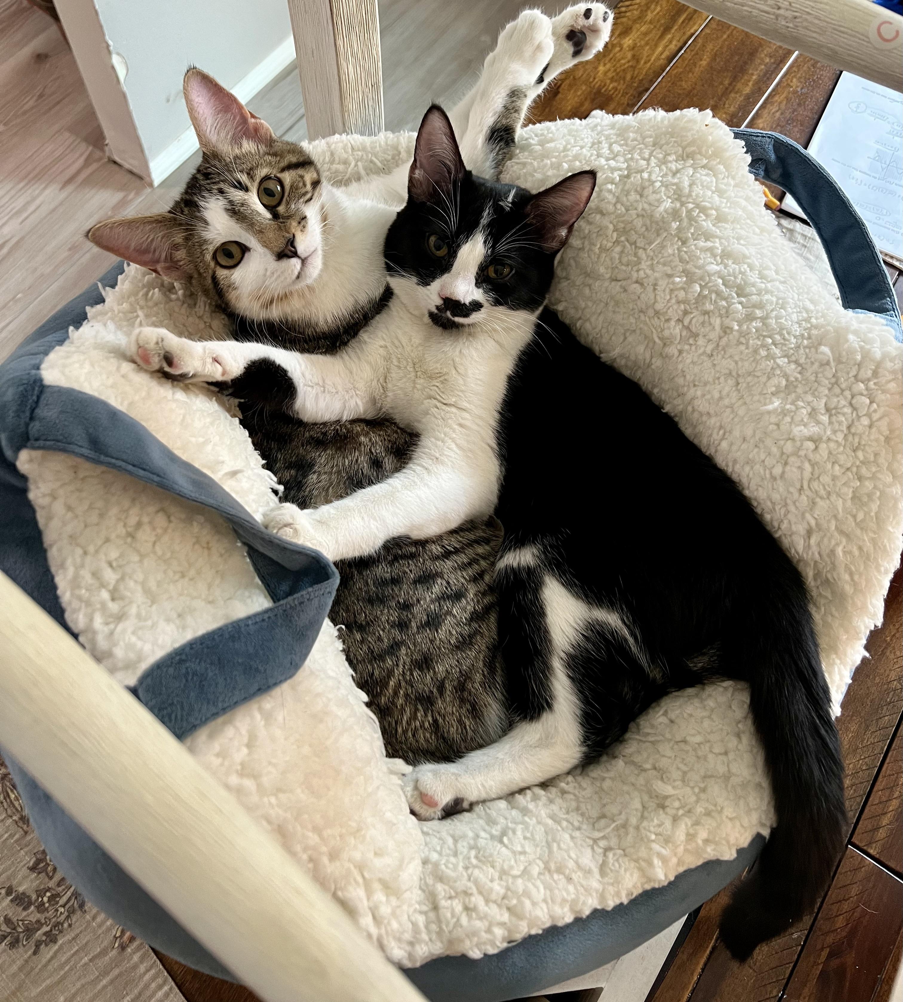 Enlarge Chica, an adoptable Domestic Short Hair in Puyallup, WA image 2/6