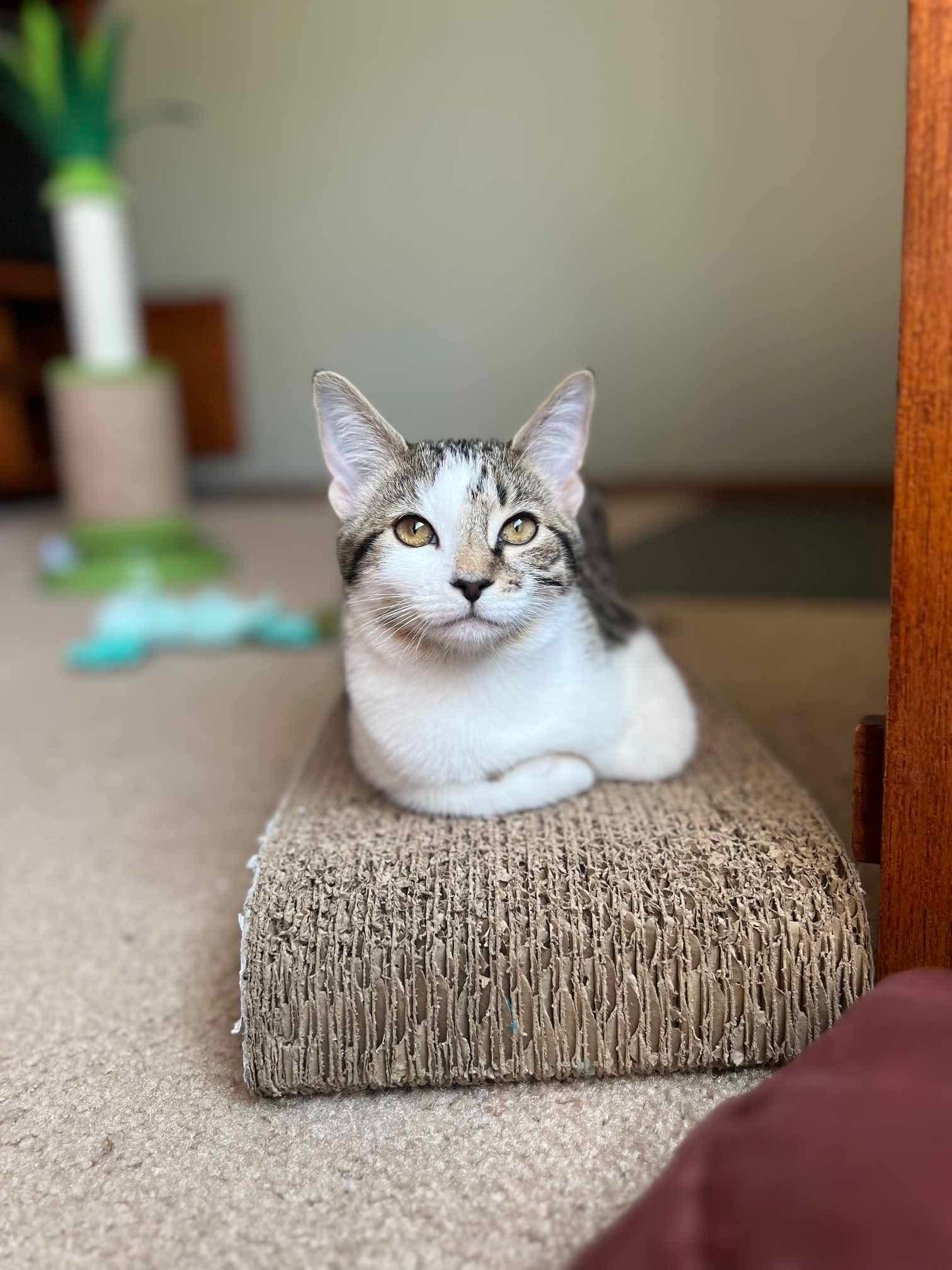 Enlarge Chica, an adoptable Domestic Short Hair in Puyallup, WA image 1/6