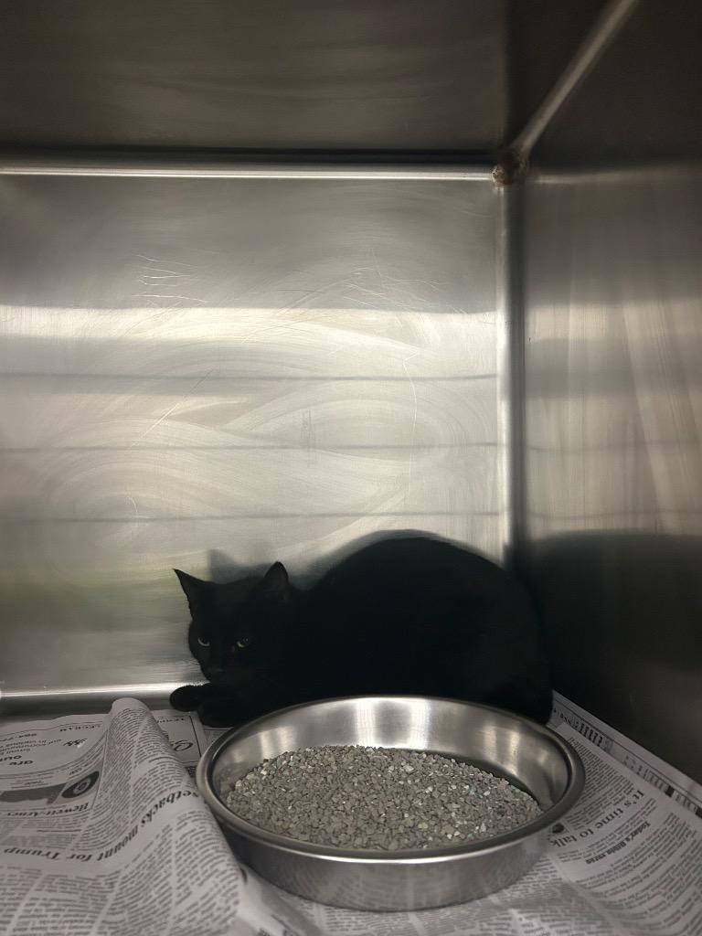 Blackberry, Adoptable, Young Female Domestic Short Hair.