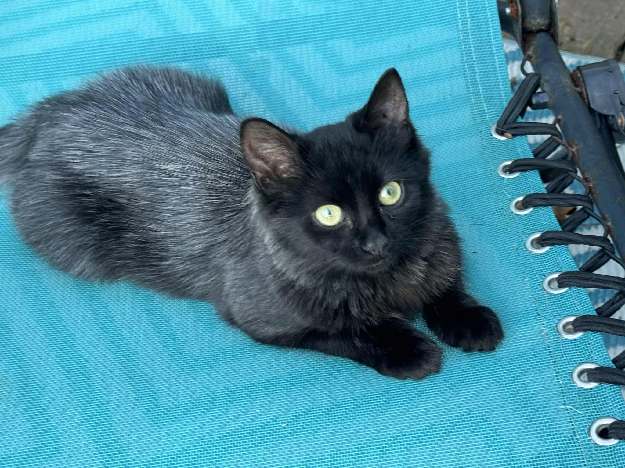 Enlarge Millie, a Adopted Domestic Medium Hair in Inez, KY image 1/4