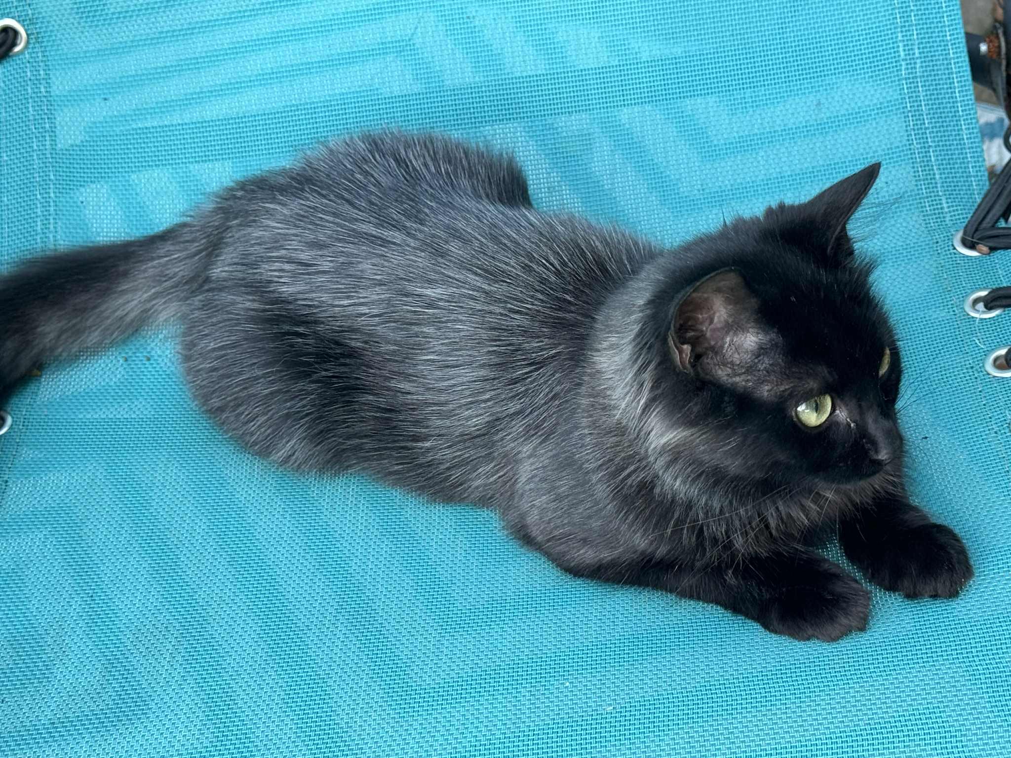 Enlarge Millie, a Adopted Domestic Medium Hair in Inez, KY image 2/4