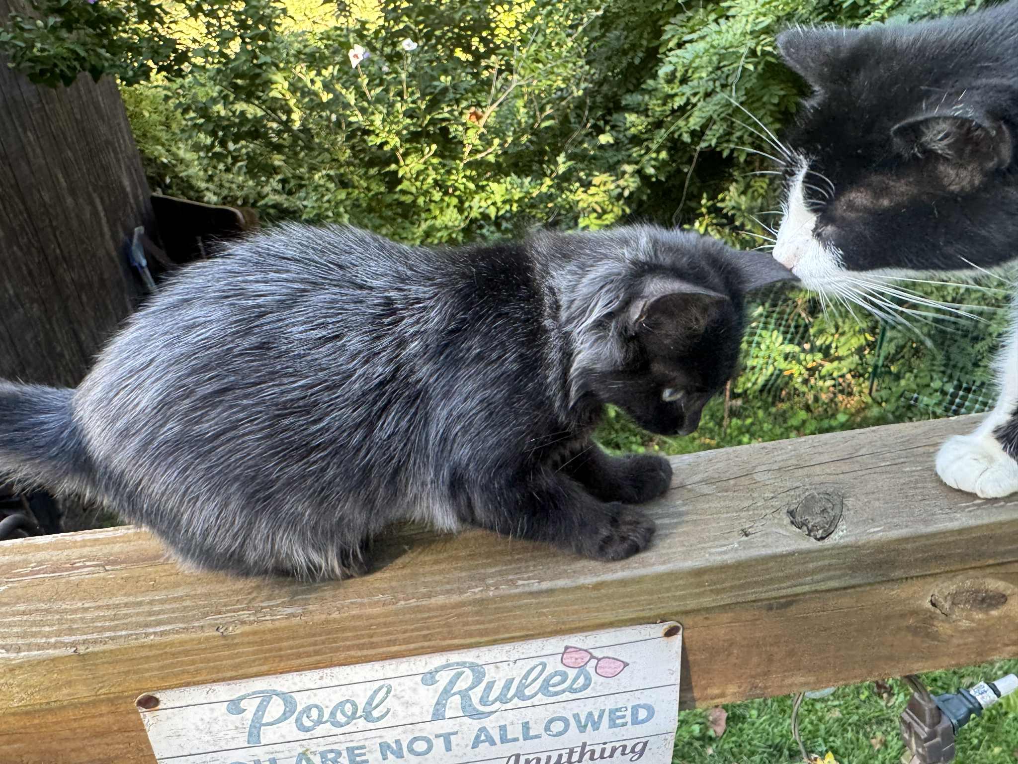 Enlarge Millie, a Adopted Domestic Medium Hair in Inez, KY image 4/4