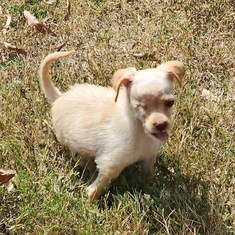 Tinker Tot (fna Remy), Adoptable, Puppy Female Chihuahua.