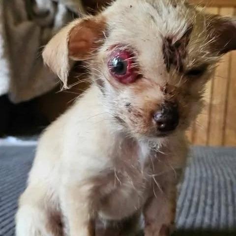 Enlarge Tinker Tot (fna Remy), a Adoptable Chihuahua in Shelby, NC image 2/6
