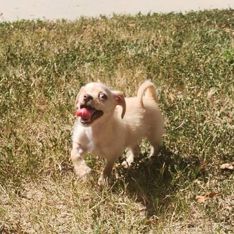 Enlarge Tinker Tot (fna Remy), a Adoptable Chihuahua in Shelby, NC image 3/6