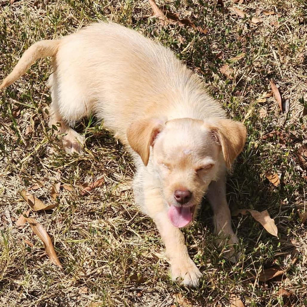 Enlarge Tinker Tot (fna Remy), a Adoptable Chihuahua in Shelby, NC image 4/6