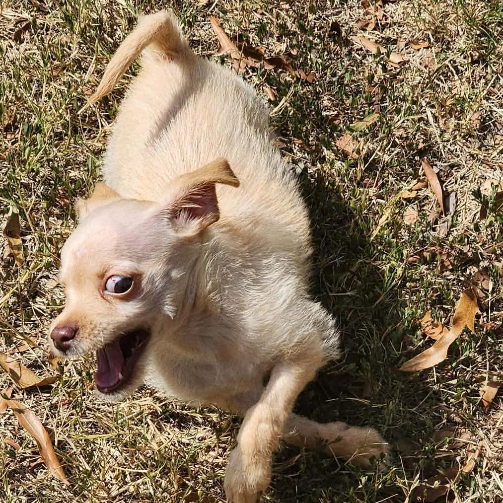 Enlarge Tinker Tot (fna Remy), a Adoptable Chihuahua in Shelby, NC image 5/6