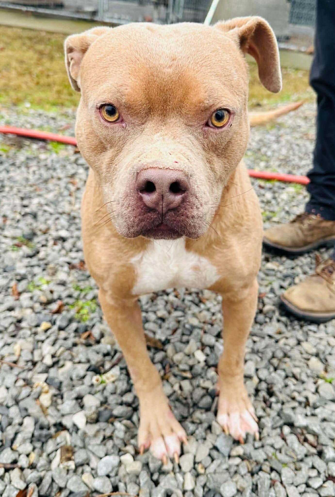 Enlarge Beetle (Foster needed), a Adoptable mixed breed in Westwood, NJ image 3/5