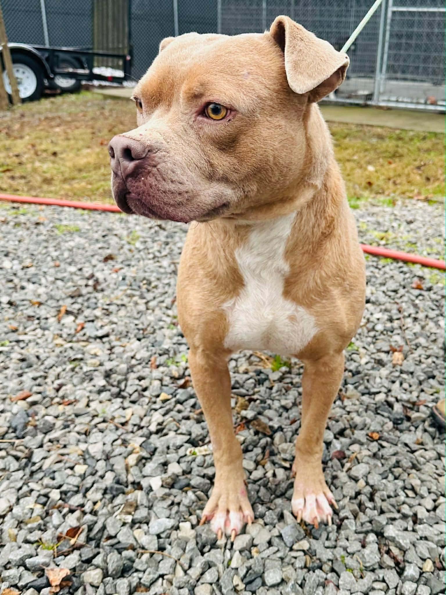 Enlarge Beetle (Foster needed), a Adoptable mixed breed in Westwood, NJ image 4/5