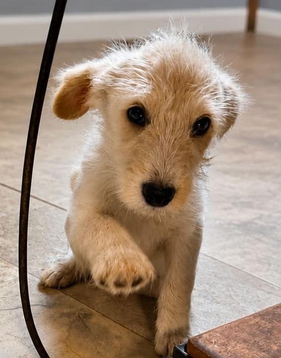 Buzz, an adopted mixed breed in Grand Rapids, MI image 2/3