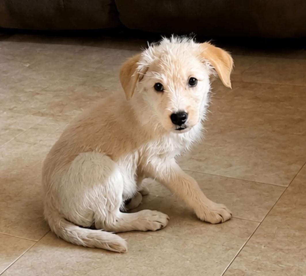 Buzz, an adopted mixed breed in Grand Rapids, MI image 3/3